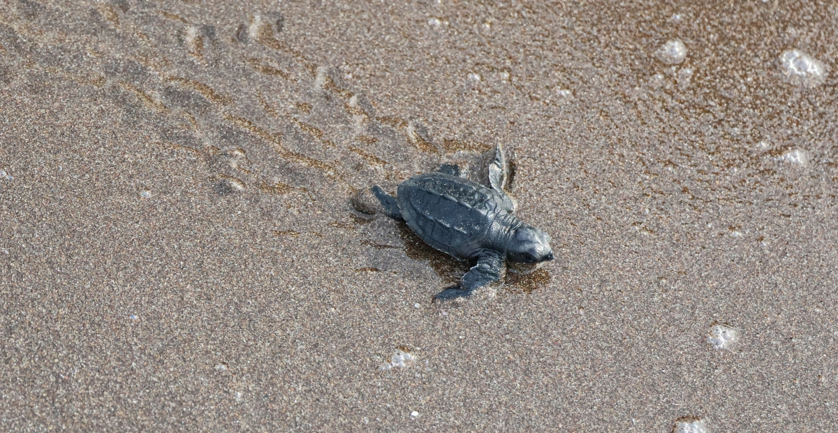 HONORING THE SEA 